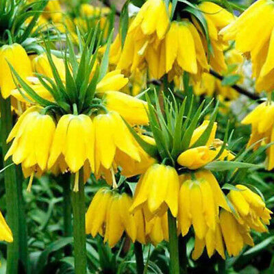 มงกุฏจักรพรรดิ์ (Crown Imperial) สีเหลือง / 100 เม็ด