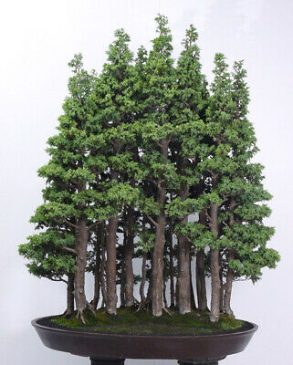 สนยักษ์ซีคัวญ่า (Giant Sequoia) / 20 เม็ด (China)