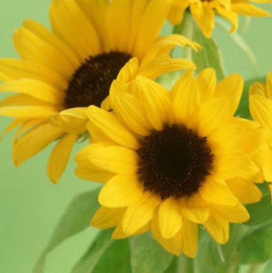 ทานตะวันเหลือง ดอกใหญ่ / 100 เม็ด