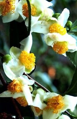 ชาเขียวจีน (Chinese Green tea) / 10 เม็ด (China)