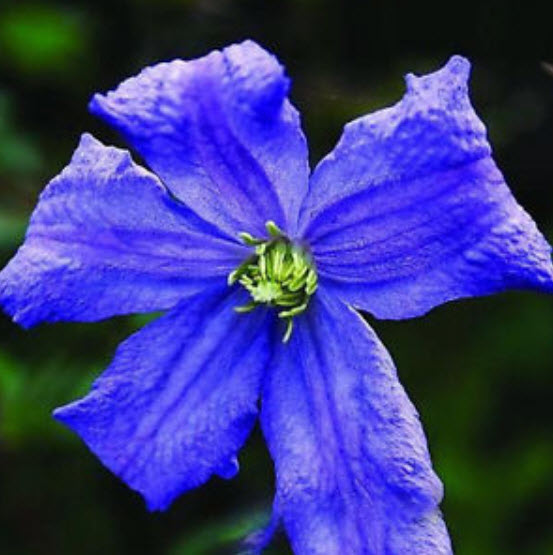 เคล็มแมททิส (Clematis) สีน้ำเงิน / 100 เม็ด