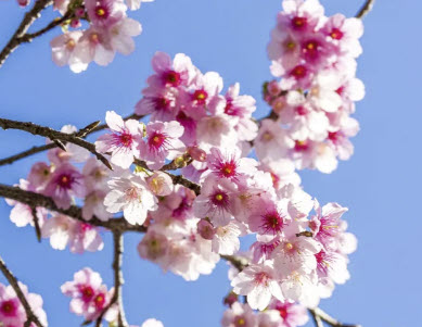 ซากุระ Kanhi zakura / 5 เม็ด (Japan)