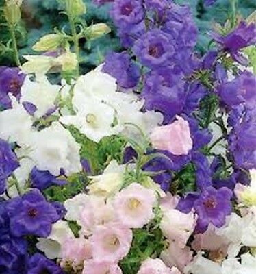 ดอกระฆัง หรือแคมพานูล่า (Campanula) คละสี / 100 เม็ด (USA)
