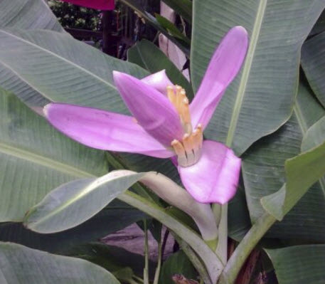 กล้วยบัวสีชมพู (Musa Ornata) / 5 เม็ด (UK)