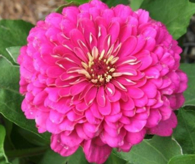 บานชื่น (Zinnia) คละสี / 300 เม็ด (นอก)