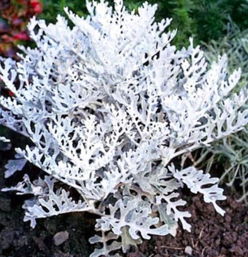 ละอองเงิน - ซิลเวอร์ ดัสท์ (Dusty Miller - Silver Dust) / 500 เม็ด (UK)
