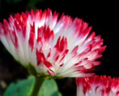 อิงลิชเดซี่ มอนสโตรซา (Daisy English Monstrosa) คละ / 500 เม็ด (UK)