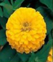 บานชื่น (Zinnia Elegant) คละสี / ชุดใหญ่ 8 สี(ซอง) (Ukraine)