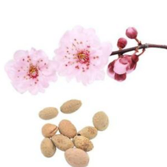 บอนไซซากุระ (Sakura bonsai) สีชมพู / 10 เม็ด (นอก)