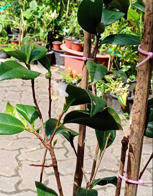 ต้นคาเมเลีย คามิเลีย Camellia ดอกชมพู อายุ 4 ปี+ ต้นไม้นำเข้า