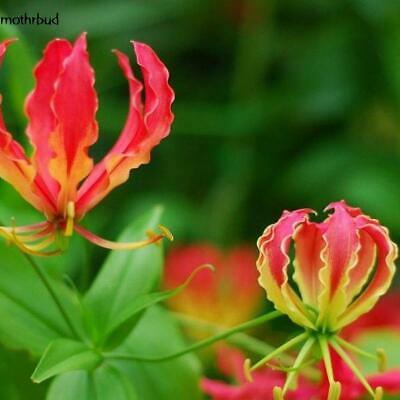 หัวต้นดองดึง (Flame lily / Climbing lily) คละ / หัว