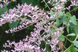 ต้นพวงประดิษฐ์ หรือเครือออน กระถาง 10 นิ้ว สูง 50-70 ซ.ม.