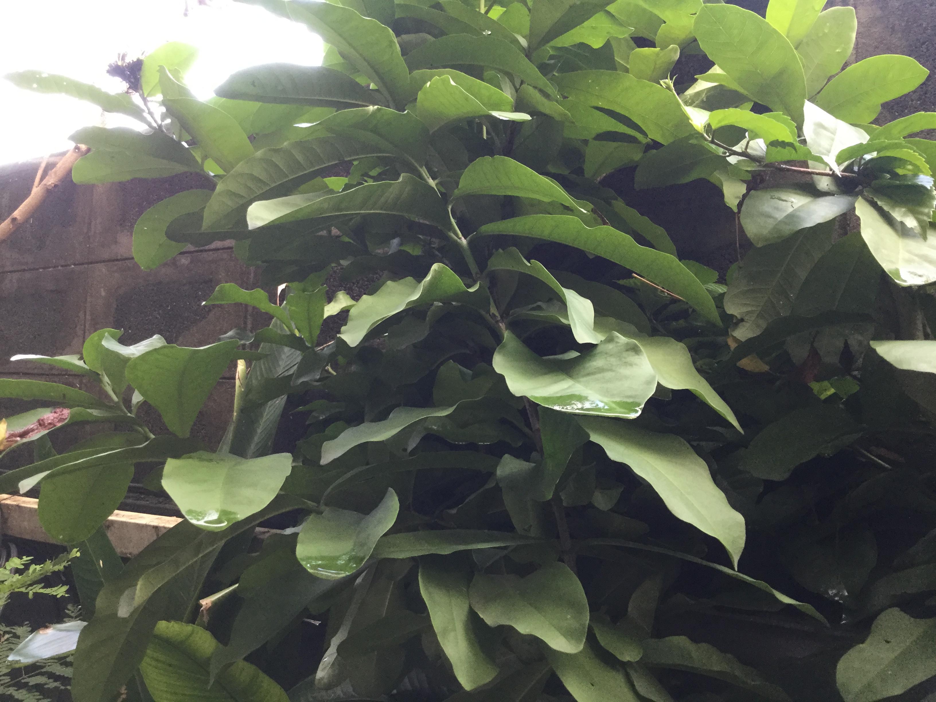 ต้นเข็มขาว สูง 30-50 ซ.ม. / ต้น