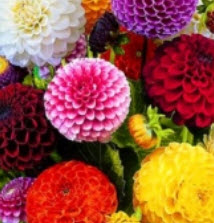 ดาห์เลียปิงปอง (Dahlia Pompons) ซ้อน คละ / 200 เม็ด (UK)