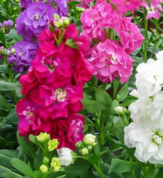 ไวโอเล็ต (Violet / Matthiola Incana) คละ / ซอง 30 เม็ด