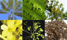 ยีราฟ (Brazilian fire tree) / 5 เม็ด (India)