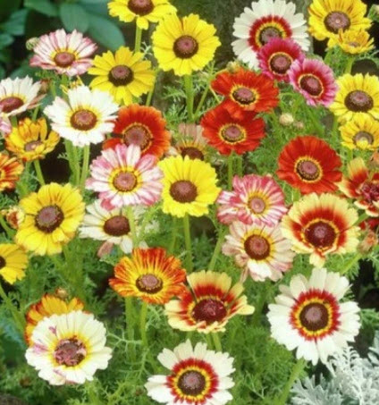 เพ้นท์ เดซี่ (Painted Daisy) คละ / 1,000 เม็ด (UK)