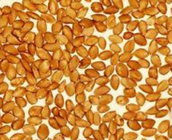 หม่อนขาว (Morus Alba Mulberry) / 50 เม็ด (UK)