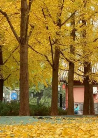 ต้น แปะก๊วย Ginkgo อายุต้น 3 ปี+ สูง 80-100 ซ.ม. ต้นสูง ไม่ต้องรอนาน