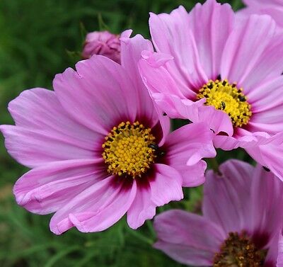 ดาวกระจาย โซนาต้า พิงค์ บลู้ช (Cosmos - Sonata Pink Blush) / 25 เม็ด (UK)