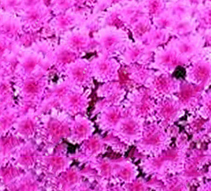 เบญจมาศ คลุมดิน (Ground-cover Chrysanthemum) สีชมพู / 100 เม็ด