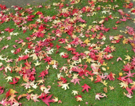 อเมริกัน สวีทกัม (American sweetgum) / 10 เม็ด (USA)