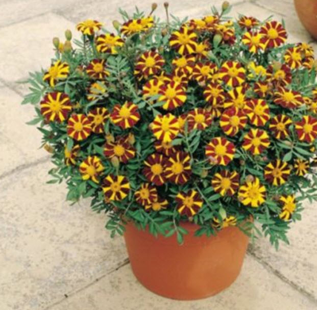 ดาวเรือง สีเหลือง-แดง / 50 เม็ด (Ukraine)