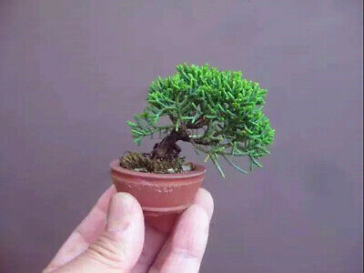 สนจิ๋ว (Miniature Pine) บอนไซ / 25 เม็ด (นอก)