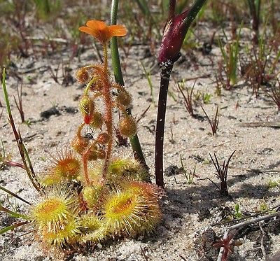 พืชกินสัตว์ Australian Drosera Glanduligera / 2 เม็ด (Australia)