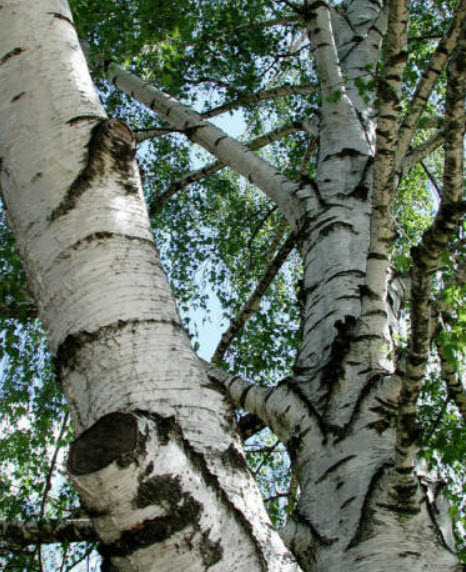 ไวท์เบิร์ช หรือซิลเวอร์ เบิร์ช (White Birch) / 150 เม็ด (USA)