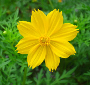 ดาวกระจาย (Cosmos) สีเหลือง / 200 เม็ด