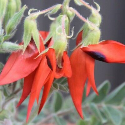 Sturt Pea (Swainsona formosa) / 5 เม็ด (Australia)
