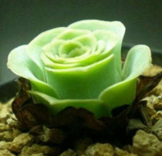 กรีโนเวีย (Greenovia) / 100 เม็ด