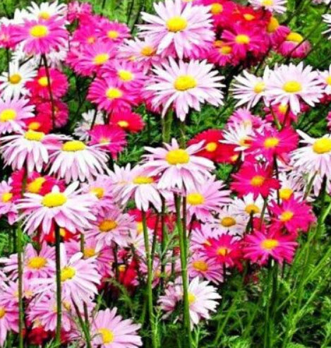 ไพรีทรัม โรบินสัน / เพ้นท์เดซี่ / ไพรีธัม (Painted Daisy / Pyrethrum Robinson) คละ / 140 เม็ด (UK)