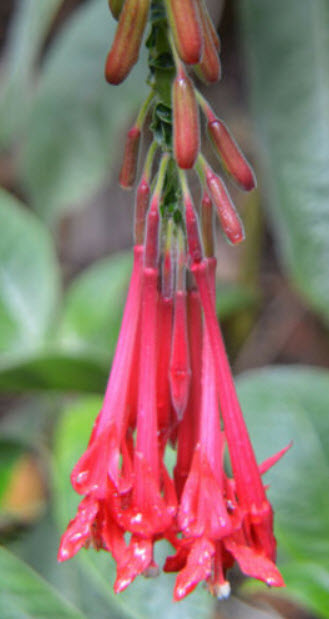 ฟิวเซีย โบลิเวียนา (Fuchsia boliviana) สีแดง / 25 เม็ด (USA)