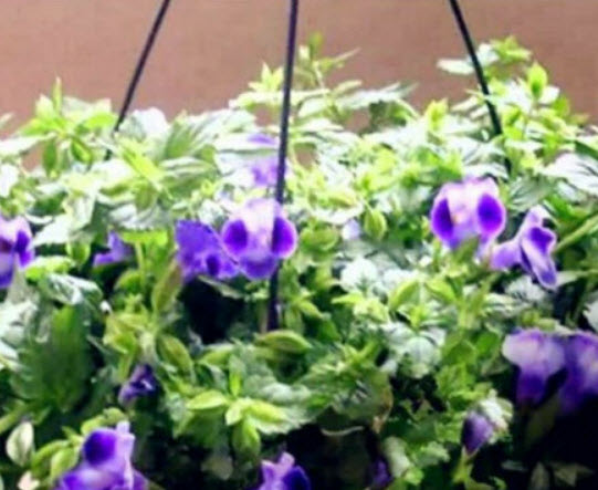 แววมยุรา (Torenia) คละ / 100 เม็ด