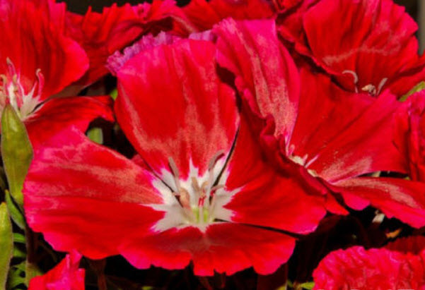 ก็อดดีเทีย (Godetia) สีแดง / 2,000 เม็ด (UK)