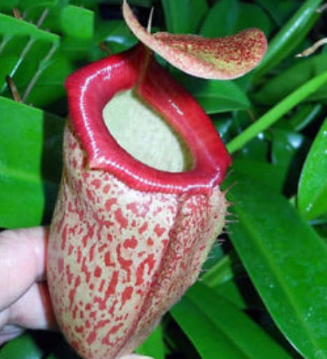 หม้อข้าวหม้อแกงลิง คละ (A) / 100 เม็ด