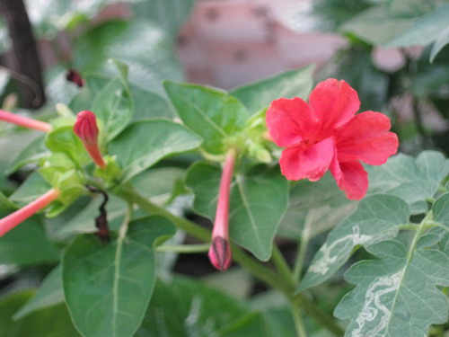 บานเย็น สีโอโรส / 10 เม็ด (หายาก)