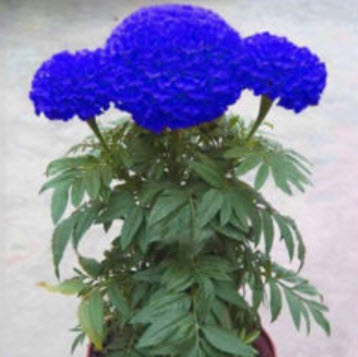 ดาวเรืองหม้อ สีน้ำเงิน/ฟ้า (Blue Marigold) / 100 เม็ด (China)