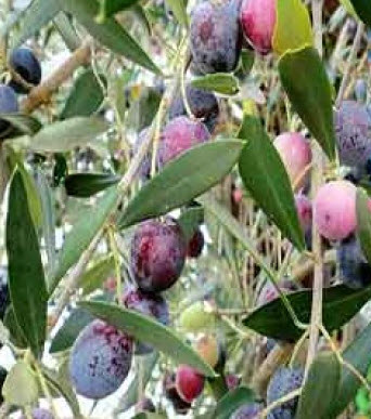 มะกอกคาลามาตา (Kalamata Greek Olive) หรือมะกอกดำ / 5 เม็ด (UK)