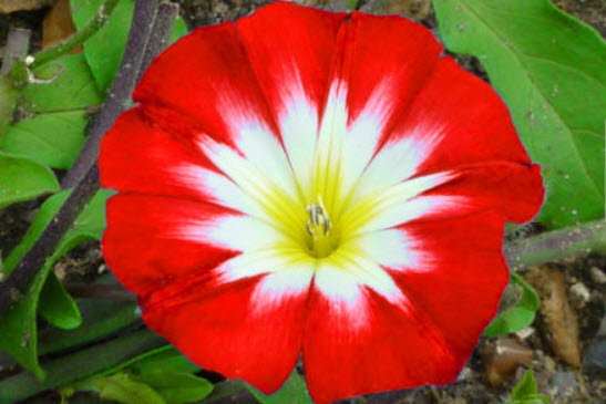 มอนิ่ง กลอรี่ แดง (Dwarf Morning Glory Red Ensign) / 10 เม็ด (UK)