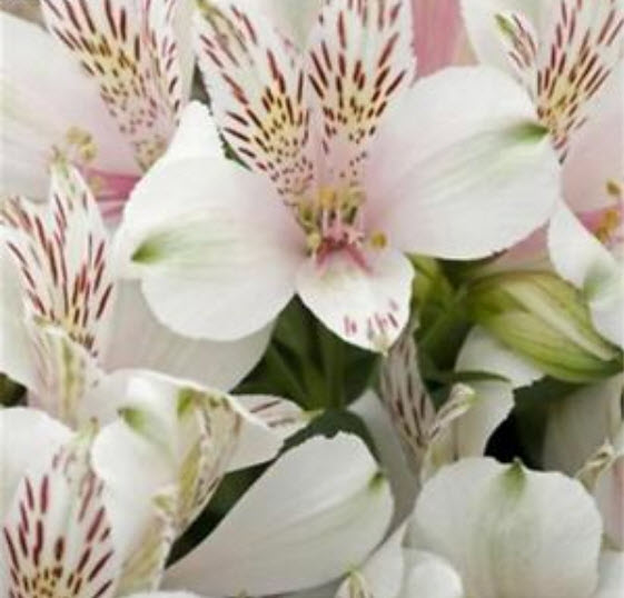 อัลสโตรมีเรีย (Alstroemeria) คละ / 50 เม็ด (นอก)