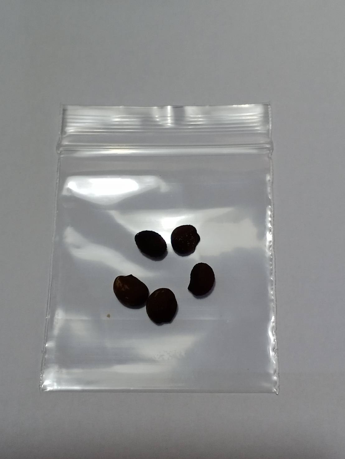 งิ้วชมพู ไหมจุรี Bottle Tree / 5 เม็ด (Portugal)