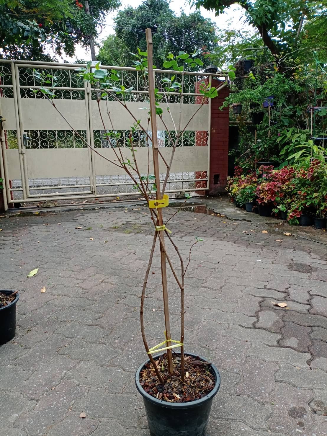 ต้นไลแลค ดอกสีม่วง กระถาง 10 นิ้ว สูง 90-120 ซ.ม. (China)