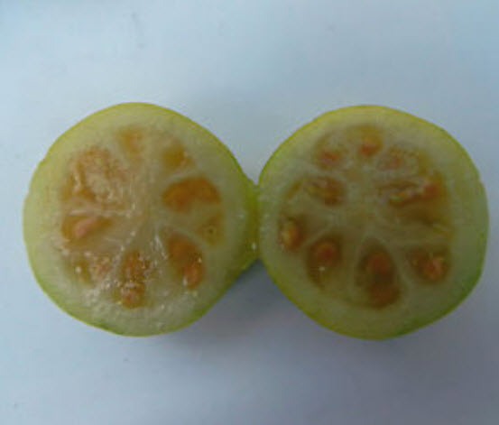 ฝรั่งสตรอเบอรี่เหลือง ฝรั่งเชอรี่สตรอเบอรี่ (Strawberry Cherry Guava) ผลสีเหลือง / 5 เม็ด (Portugal)