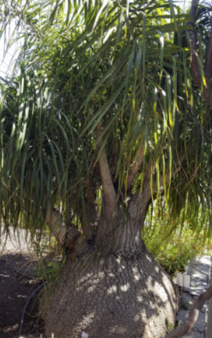 แซ่หางม้า หรือต้นหัวโต (Nolina / Elephant Foot tree) / 5 เม็ด (Spain)*