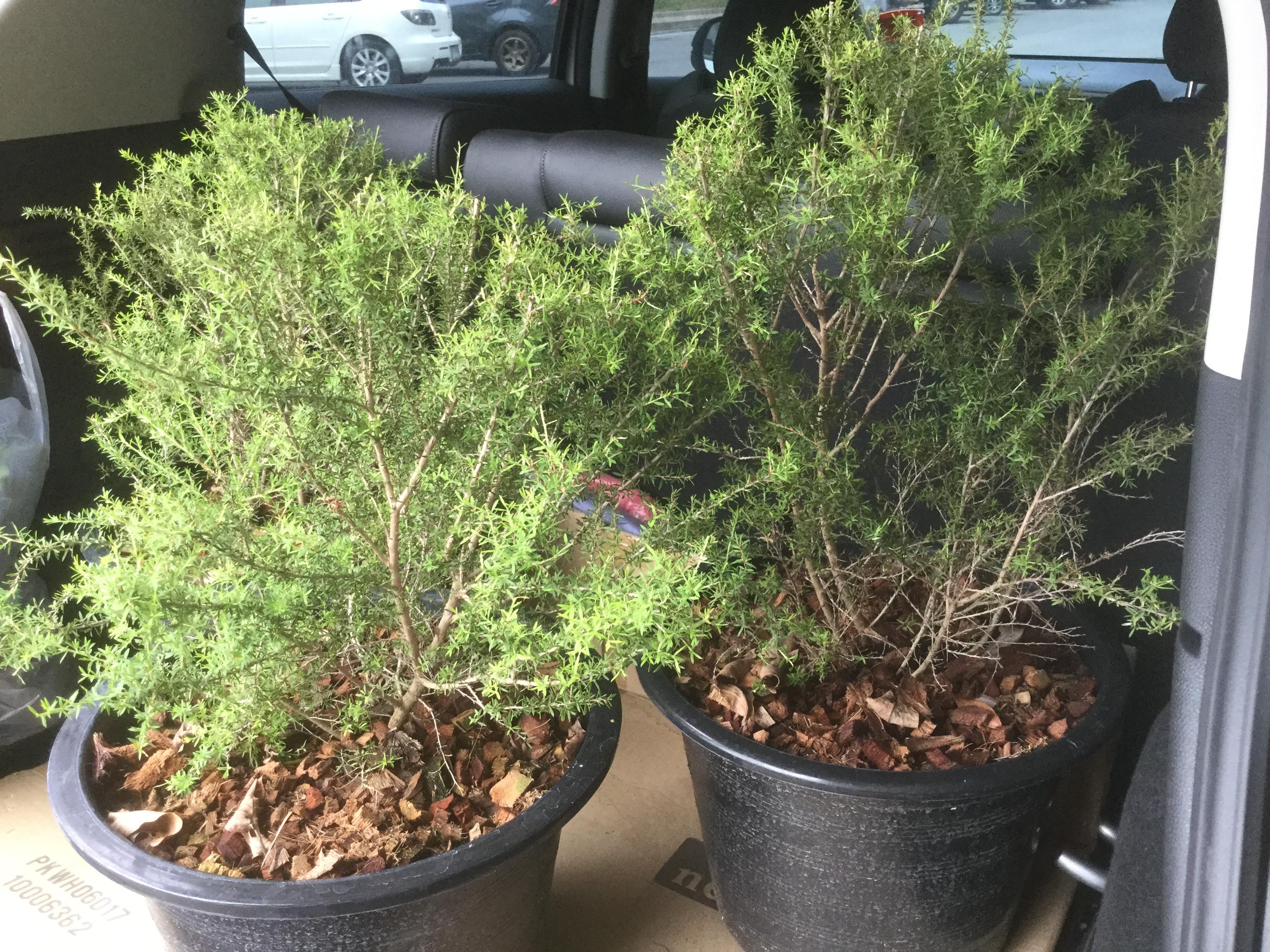 ต้นมานูก้า ดอกสีขาว (Manuka) กระถาง 6 นิ้ว