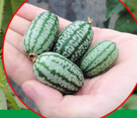 แตงจิ๋ว(แตงโมจิ๋ว) / 5 เม็ด