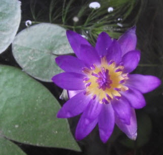 บัวจิ๋ว (Water lily) สีม่วง / 200 เม็ด